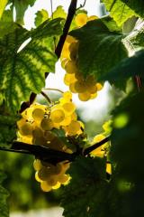 rsz_1657161537957433849-dug___5_of_87